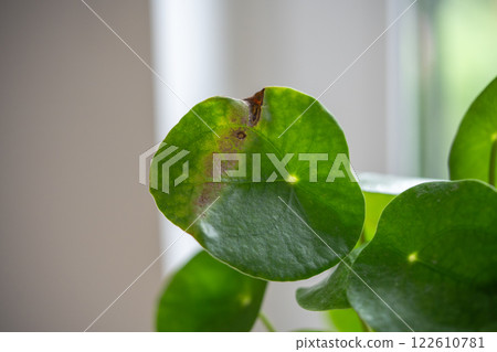 Closeup of leaf of Pilea peperomioides with sunburn, known as Chinese money plant. 122610781