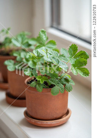 Small Strawberry Fragaria seedlings in clay pots on windowsill at home, soft focus. Indoor gardening 122610783