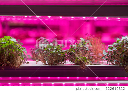 Full spectrum LED grow lights for Nasturtium. Hydroponics and modern methods of growing microgreens 122610812