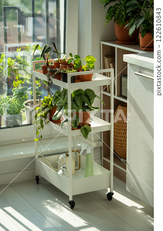 Sprouts potted plant on cart at home. Houseplants - Pilea peperomioides, Alocasia, Scindapsus 122610843