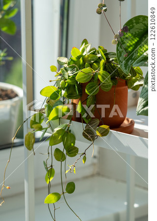 Plant Dischidia ovata in terracotta pot at home closeup Plant Dischidia ovata in terracotta pot at home closeup 122610849