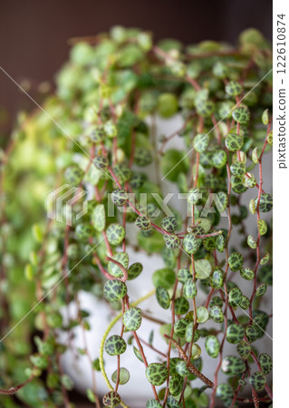 Closeup of Peperomia Prostrata leaves - string of turtles houseplant Closeup of Peperomia Prostrata leaves - string of turtles houseplant 122610874