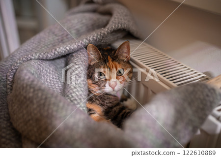 Cat lying by heating radiator, pet covered with woolen plaid basks at warm radiator at home Cat lying by heating radiator, pet covered with woolen plaid basks at warm radiator at home 122610889