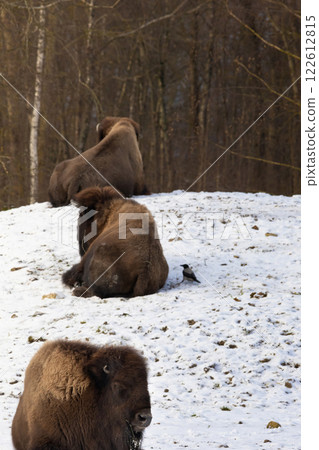Groupe of young american bisons 122612815
