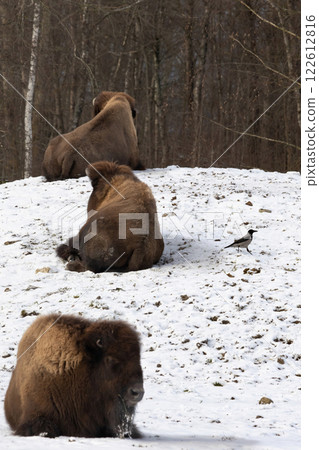 Groupe of young american bisons 122612816