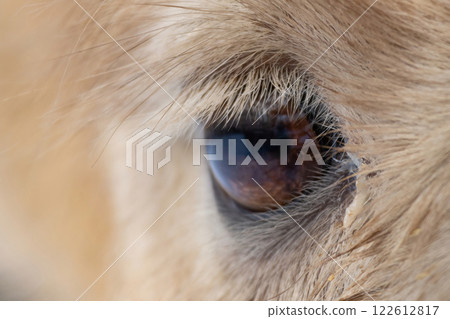 Close-up camel eye. 122612817