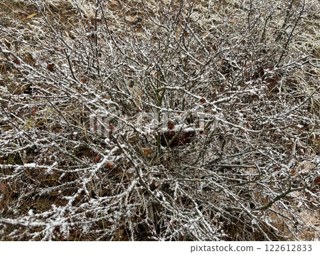 The first snow has fallen on the plants The first snow has fallen on the plants 122612833