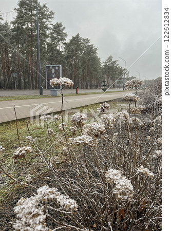 The first snow has fallen on the plants 122612834