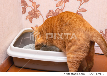 An orange cat is comfortably sitting in a clean white litter box An orange cat is comfortably sitting in a clean white litter box 122612912