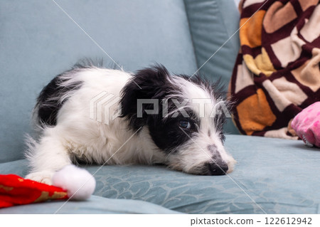A playful black and white puppy is chewing on a toy near a santa hat 122612942
