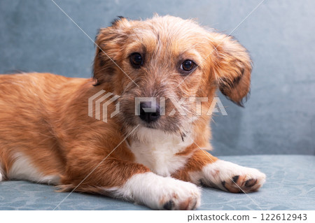 A cute brown and white puppy is laying comfortably on a blue couch 122612943