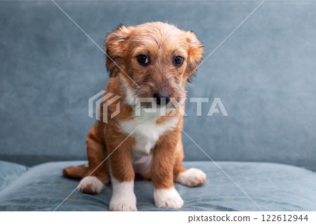 A small brown and white puppy is sitting on a cozy blue couch 122612944