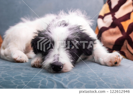 A small black and white puppy is comfortably laying on a blue couch A small black and white puppy is comfortably laying on a blue couch 122612946
