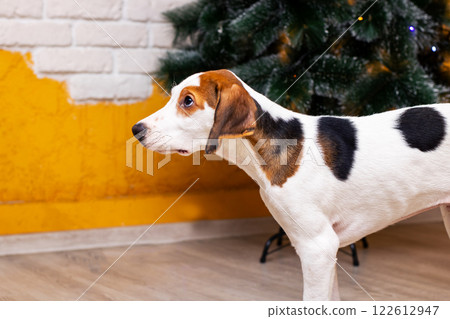 A brown and white dog is comfortably sitting in front of a christmas tree 122612947
