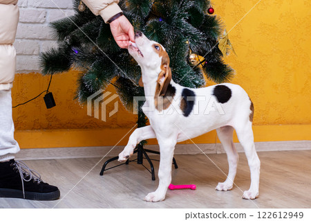 A person gives a treat to a dog by a decorated Christmas tree 122612949