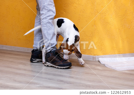 A black and white dog is sniffing a persons leg on the ground A black and white dog is sniffing a persons leg on the ground 122612953