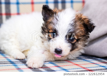 A small brown and white puppy is comfortably laying on a plaid blanket A small brown and white puppy is comfortably laying on a plaid blanket 122612954