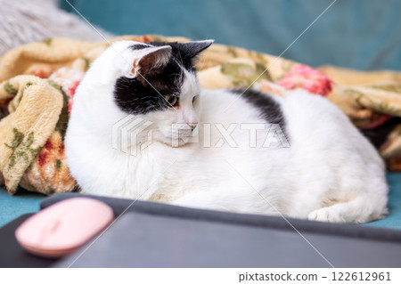 A distinctive black and white cat is curiously looking at a laptop 122612961
