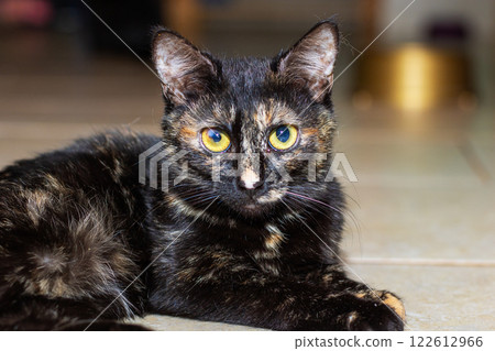 A sleek black cat with striking yellow eyes is lazily laying on the floor A sleek black cat with striking yellow eyes is lazily laying on the floor 122612966