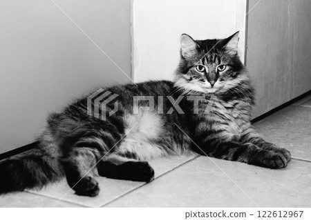 A monochrome black and white photograph of a cat resting on the floor A monochrome black and white photograph of a cat resting on the floor 122612967