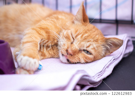 An orangecolored cat is sleeping soundly on a soft blanket inside a cage An orangecolored cat is sleeping soundly on a soft blanket inside a cage 122612983