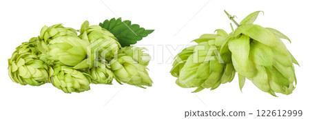 Hop cones isolated on white background. Beer brewing ingredients Hop cones isolated on white background. Beer brewing ingredients 122612999