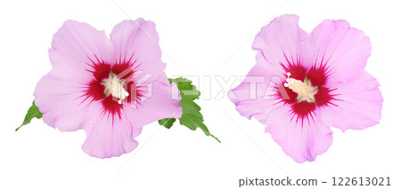 Pink hibiscus flower isolated on white background 122613021