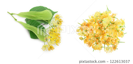 Linden flowers with leaf isolated on white background 122613037