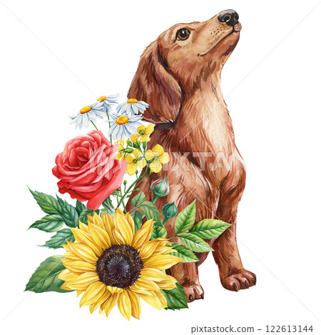 Dachshund dog with sunflowers and roses watercolor illustration, floral puppy portrait, adorable pet painting for prints 122613144
