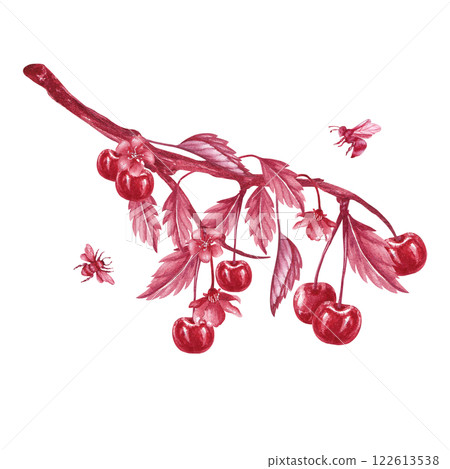 A branch of cherries and bees. Red monochrome watercolor illustration isolated from the background. Compound hand drawn composition of berries, leaves, twig and insects for packaging of jam, tincture 122613538