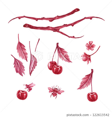 A branch of ripe cherries with bloom. Illustration of red monochrome watercolor isolated from the background. Hand drawn composition of branch with berries and insects for packaging of liqueur, jam A branch of ripe cherries with bloom. Illustration of red monochrome watercolor isolated from the background. Hand drawn composition of branch with berries and insects for packaging of liqueur, jam 122613542