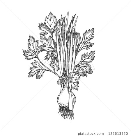 Bunch of green onions tied with rope. Bunch of greenery. Vector graphic illustration on white background. Onion feathers. Hand drawn sketch. Perfect for menu, packaging vegetables and spices 122613550