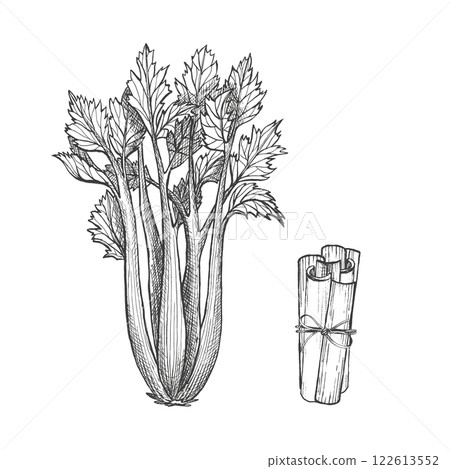 Celery. Graphic illustration. Set of celery stalk. Vector. Healthy vegetarian food. Hand drawn isolated ink sketch. Can be used for vegan menu, packaging seasoning, greengrocery 122613552