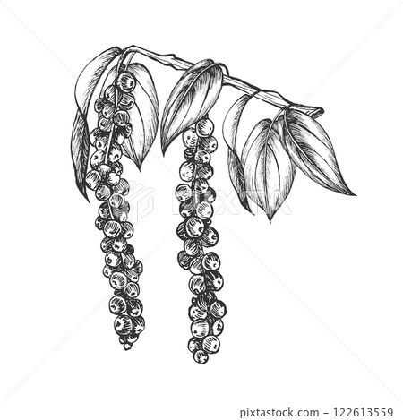 Twig with growing black peppercorns and leaves. Vector. Graphic illustration. Isolated on white background. Spicy condiment and seasoning. Hand drawn sketch. Use for menu, recipes, packaging, logo 122613559