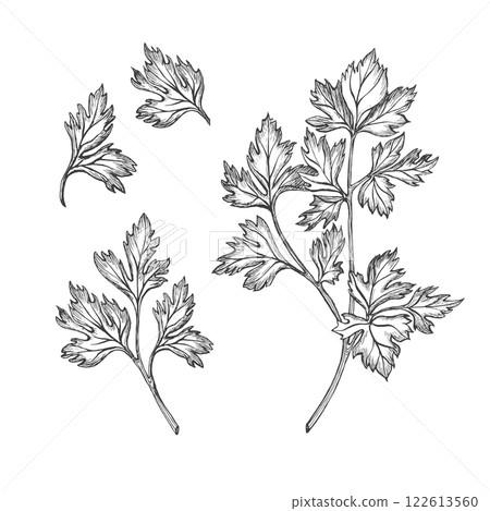 Set of parsley, cilantro, coriander. Isolated vector graphic illustration. Healthy vegetarian food or spice. Hand drawn ink sketch. Verdure for Georgian cuisine, menu, packaging vegetables and spices 122613560