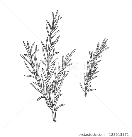 Sprig of rosemary. Graphic illustration. Isolated vector. Condiment and seasoning. Hand drawn ink sketch. Herb for Italian cuisine and menu, packaging pizza, herbal medicine. Fragrant ingredient 122613571