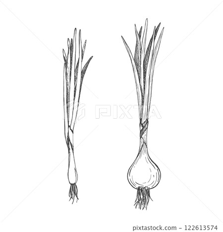 Fresh green onions. Verdure bunch. Isolated vector graphic illustration. Fresh cut green onion plant. Hand drawn sketch. Perfect for vegetarian menu, packaging vegetables and spices 122613574