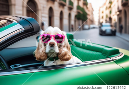 Cocker spaniel in pink glasses and green convertible driving a car Cocker spaniel in pink glasses and green convertible driving a car 122613632