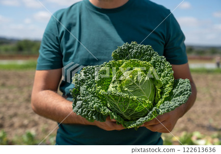 A gardener holds a head of fresh Savoy cabbage on his farm 122613636