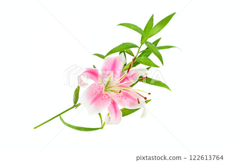 Delicate pink lily flowers isolated on a white background. Delicate pink lily flowers isolated on a white background. 122613764