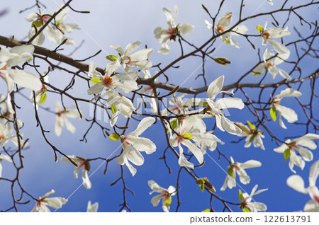 早春花卉“木蘭” 122613791