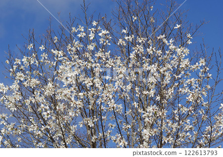 早春花卉“木蘭” 122613793