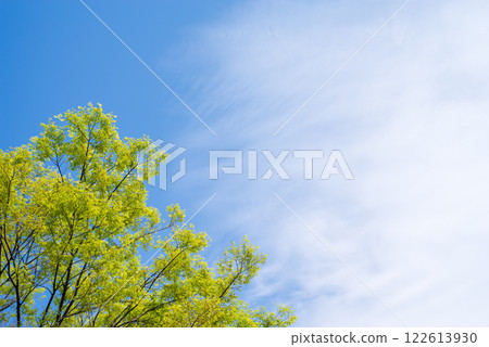 Refreshing blue sky and fresh green Refreshing blue sky and fresh green 122613930