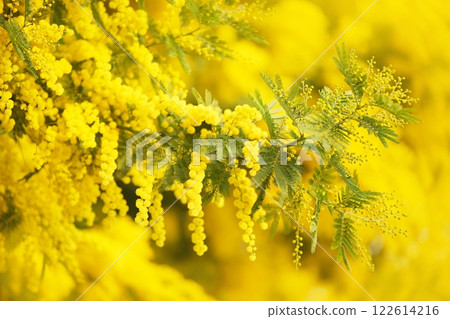 Spring blooming Acacia dealbata tree in garden, delicate blossoming springtime mimosa flowers(silver wattle or blue wattle). Selective focus, shallow focus. 122614216