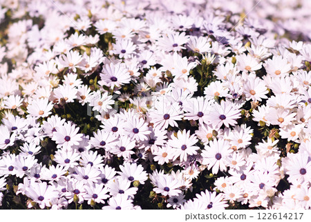 Delicate blooming festive African daisies (daisybushes), blossoming summer Osteospermum flowers in garden, selective focus Delicate blooming festive African daisies (daisybushes), blossoming summer Osteospermum flowers in garden, selective focus 122614217