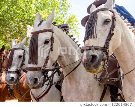 Elegant horses and riders at the vibrant Seville Fair 122614867