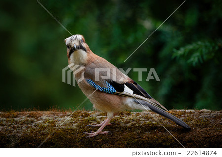 jay looks cheekily into the camera 122614874