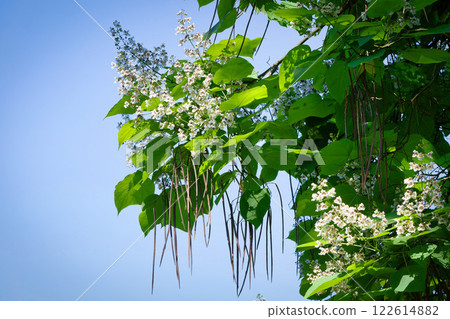Catalpa bignonioides heart shaped leaves and white blossoms of a Indian bean tree  122614882