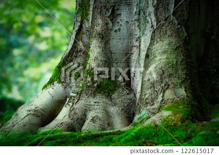 ground view of a mossy trunk of an ancient beech tree  122615017