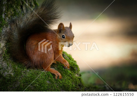 Sciurus vulgaris a squirrel looks and crouches comfortably with its tail up on a mossy tree root 122615550